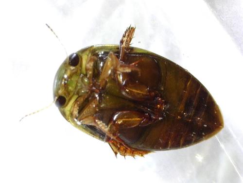 Laccophilus sp.